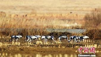 白枕鹤被爆料的视频在线观看,揭秘其神秘生活瞬间